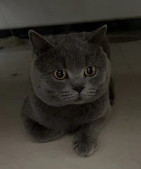 �Լ�è������С��è������3ֻ���ȵ��ȵá� Сè��û���������