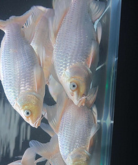 ��������ܣ�ȫ������Բ�ֺ�������̭��5�����µ�10����