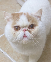 �ӷ�è�������