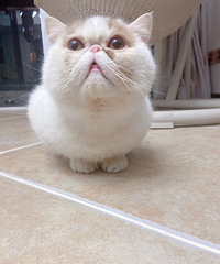 �ӷ�è�������