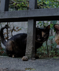 è����Ů ����Ҽ���