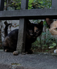 è����Ů ����Ҽ���