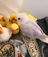 ��������ĵ������