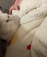 ����������è������