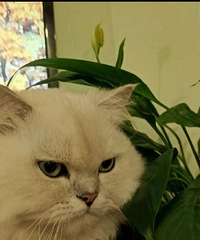 ��˳è������