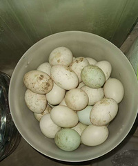 ũ�����쵰��Ѽ��