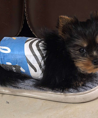 ΪԼ���ĵܵ��Ҹ���ů�ļң�