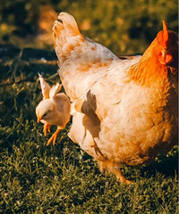 ��û��Ҫ������