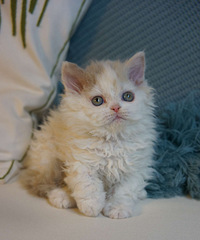 塞尔凯克卷毛猫特价清笼子