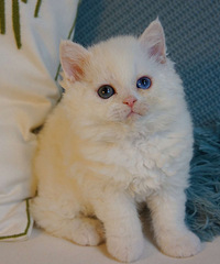 塞尔凯克卷毛猫特价清笼子