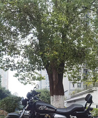 ��������Ħ�г�