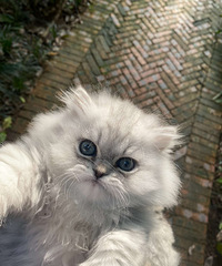 出小奶猫