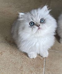 出小奶猫