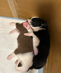 边牧幼崽找家人领养啦!黑白+咖啡