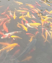 ���в�¼Ԥ����ѯ