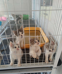 �ö�Сè��ÿֻ��Բ�ཱུ�