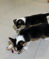 ��ɫС�»� �ؼ۳�