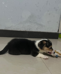 ��ɫС�»� �ؼ۳�