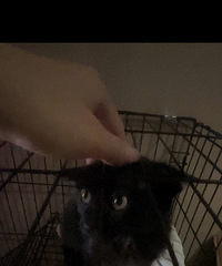 �����������è�����޳�����