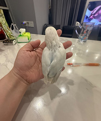 自家小鸟孵化,有喜欢的可以Q,手养绝对亲人