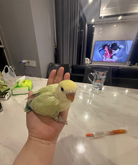 自家小鸟孵化,有喜欢的可以Q,手养绝对亲人