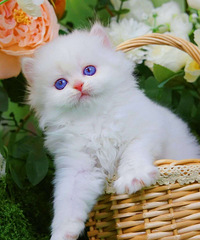 猫,一堆高脚,紫金点渐层和蓝金点渐层