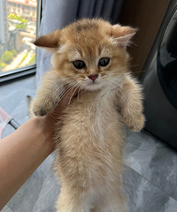 出一只自家生的小猫 巧克力金渐层矮脚