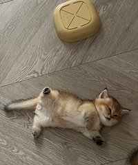 出一只自家生的小猫 巧克力金渐层矮脚