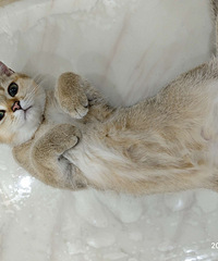 ������С�𽥲㣬����Ҫô