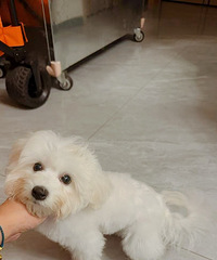 比熊妹妹有朋友喜欢吗