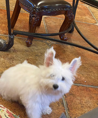 ���ߵ���û��ϲ����