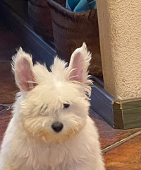 ���ߵ���û��ϲ����