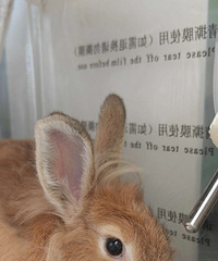 �ɰ������������