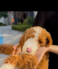 ��׻���β�޹�Ȯ��Ŀǰ3���£�һ�����磬�Լҷ����ģ���������