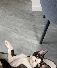 ���ľ�ë�ڰ�������