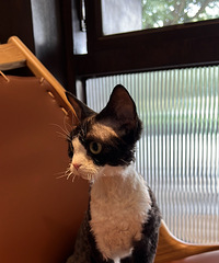 ���ľ�ë�ڰ�������