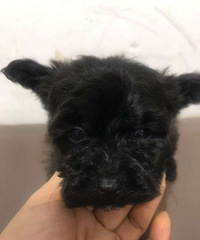 ���ֺ�̩������