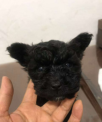 ���ֵ�С���̩��