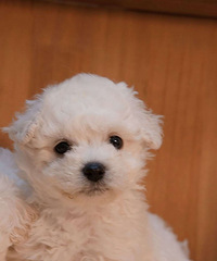 ����С����ܣ��ְ����������Ľ��ڣ��ܵ�