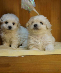 ����С����ܣ��ְ����������Ľ��ڣ��ܵ�