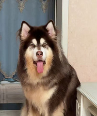 2�����ɫ�ܰ氢��˹�ӵܵܣ���ʹ���Ѱ�Ұ�����ʿ��