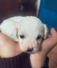 һ�����µı��ܳ���