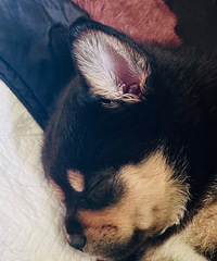 Ѱ���׳�����Ҫ����������