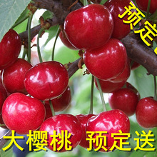 烟台海鲜品种_烟台海鲜_海鲜自助餐(3)