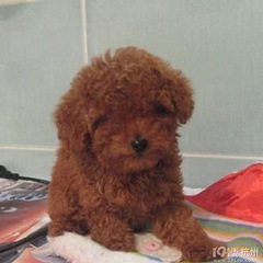 泰迪拉肚子呕吐吃什么药?