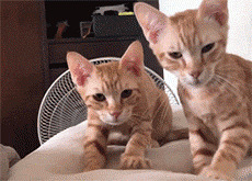 主人经常被两橘猫,来个双橘踩奶服务,看它们的表情也是想笑.