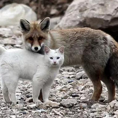 狐狸和猫竟然开始相依为命.