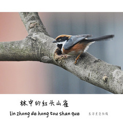 林中的红头鹦鹉(10)山雀会繁殖吗图片