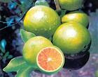 海南的绿橙真的很好吃啊