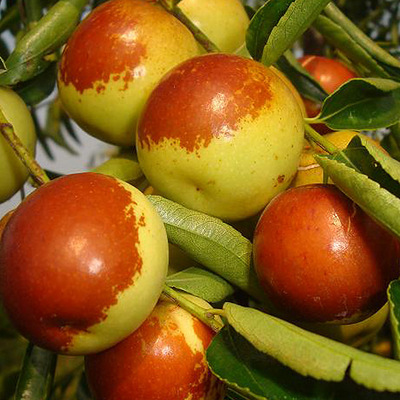 陕西大荔冬枣 3.5斤_杭州19楼